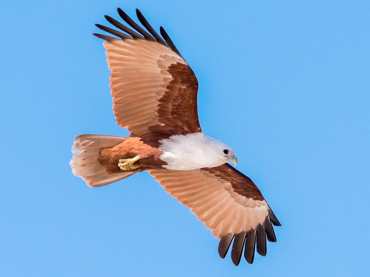 Brahminy Kite